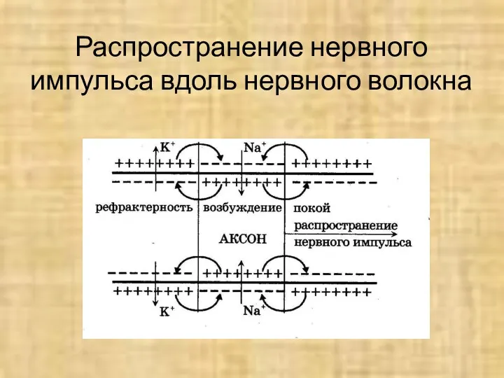 Распространение нервного импульса вдоль нервного волокна