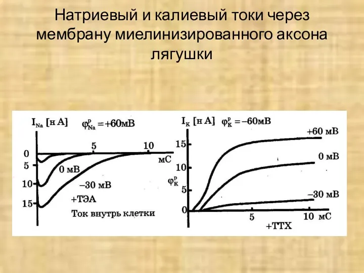 Натриевый и калиевый токи через мембрану миелинизированного аксона лягушки