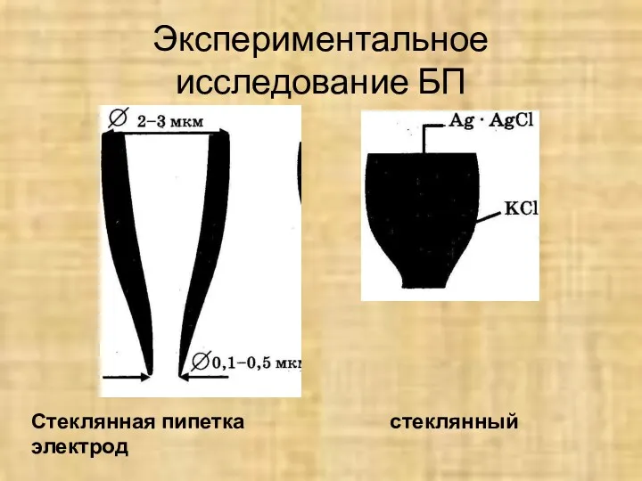 Экспериментальное исследование БП Стеклянная пипетка стеклянный электрод