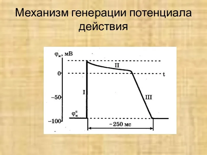 Механизм генерации потенциала действия