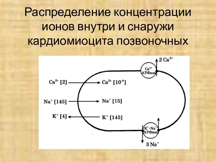 Распределение концентрации ионов внутри и снаружи кардиомиоцита позвоночных