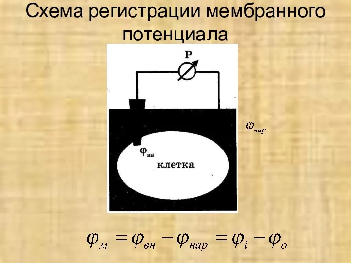 Схема регистрации мембранного потенциала