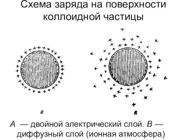 А — двойной электрический слой. В — диффузный слой (ионная