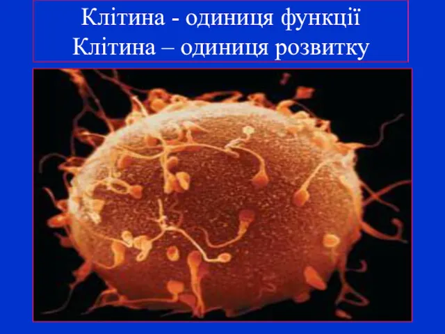 Клітина - одиниця функції Клітина – одиниця розвитку