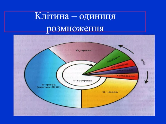 Клітина – одиниця розмноження