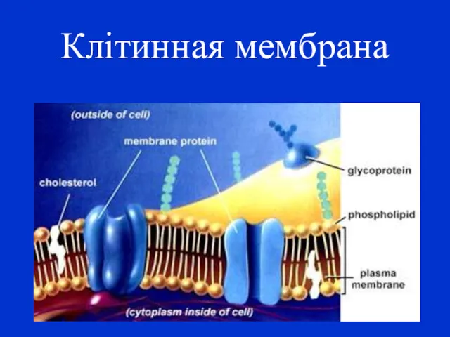 Клітинная мембрана