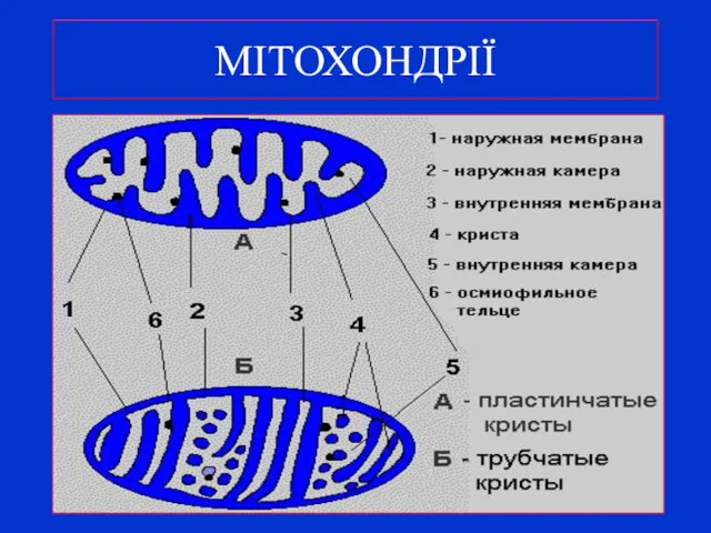 МІТОХОНДРІЇ