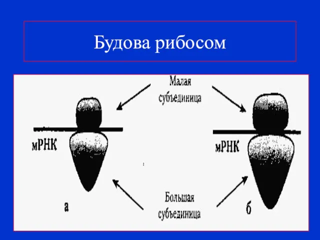 Будова рибосом