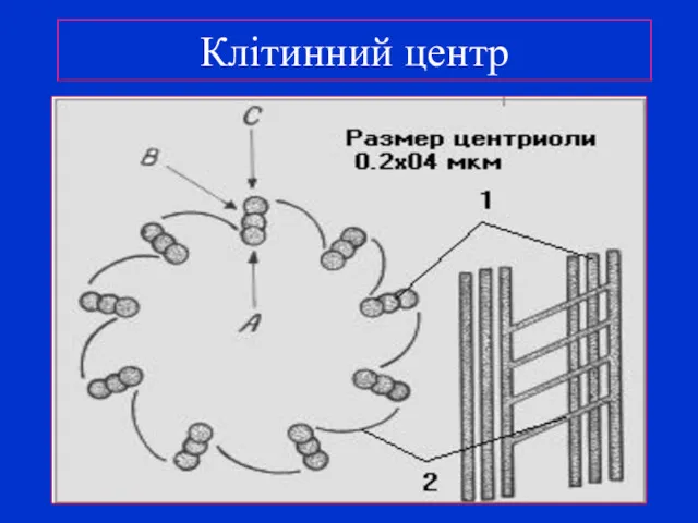 Клітинний центр