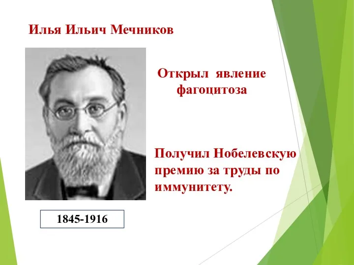 Илья Ильич Мечников 1845-1916 Открыл явление фагоцитоза Получил Нобелевскую премию за труды по иммунитету.