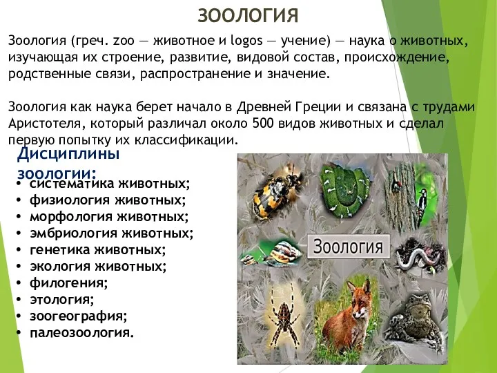 ЗООЛОГИЯ Дисциплины зоологии: Зоология (греч. zоо — животное и logos