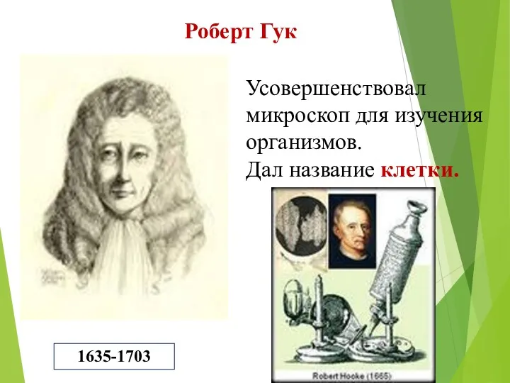 Усовершенствовал микроскоп для изучения организмов. Дал название клетки. 1635-1703 Роберт Гук