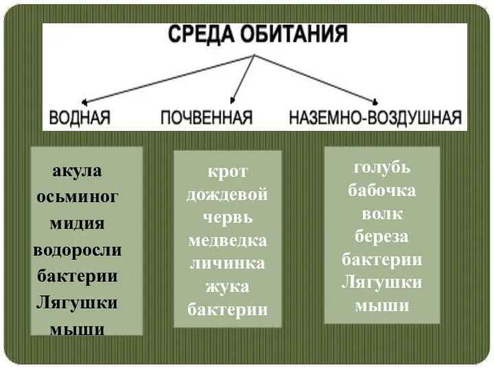 крот дождевой червь медведка личинка жука бактерии голубь бабочка волк береза бактерии Лягушки мыши