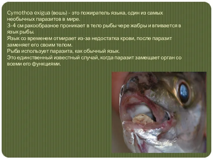 Cymothoa exigua (вошь) - это пожиратель языка, один из самых необычных паразитов в
