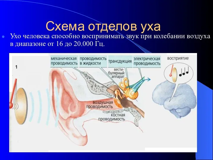 Схема отделов уха Ухо человека способно воспринимать звук при колебании воздуха в диапазоне