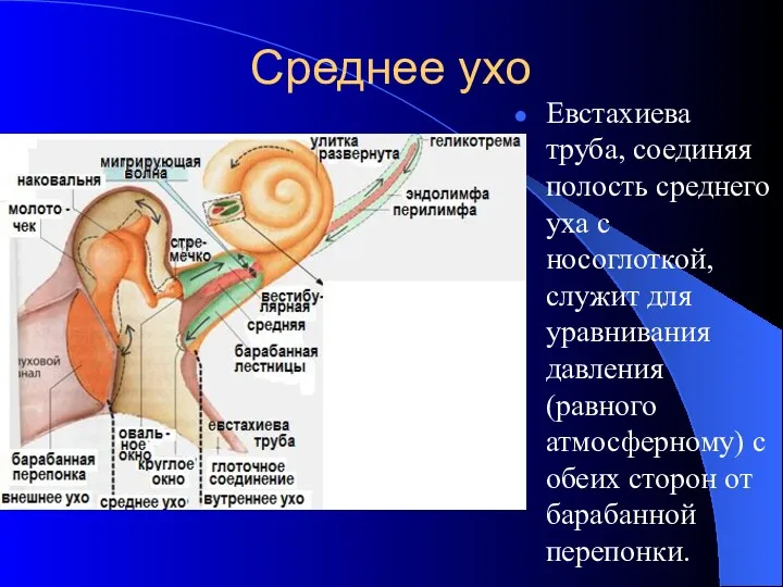 Среднее ухо Евстахиева труба, соединяя полость среднего уха с носоглоткой, служит для уравнивания