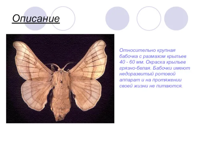 Описание Относительно крупная бабочка с размахом крыльев 40 - 60 мм. Окраска крыльев