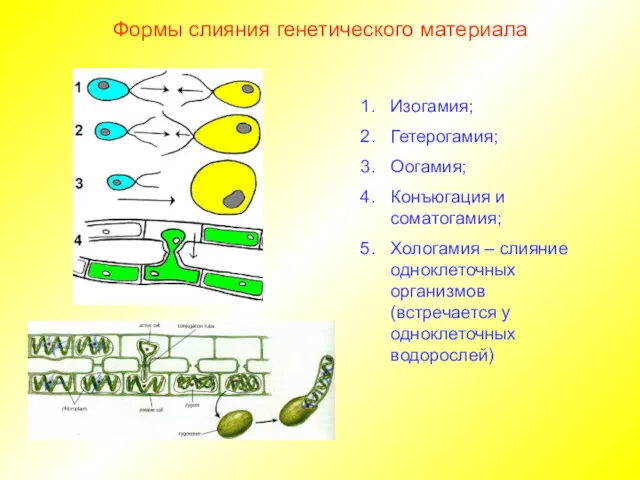 Формы слияния генетического материала Изогамия; Гетерогамия; Оогамия; Конъюгация и соматогамия;