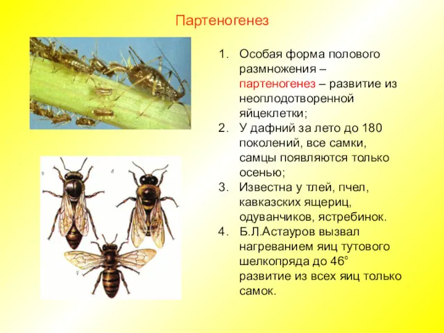 Партеногенез Особая форма полового размножения – партеногенез – развитие из