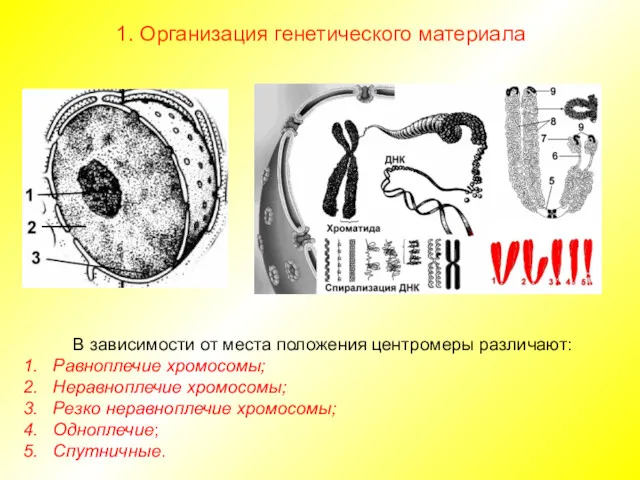 В зависимости от места положения центромеры различают: Равноплечие хромосомы; Неравноплечие