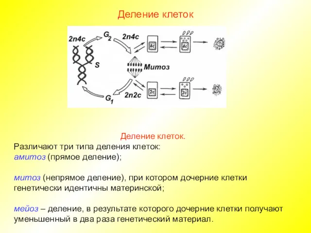 Деление клеток Деление клеток. Различают три типа деления клеток: амитоз