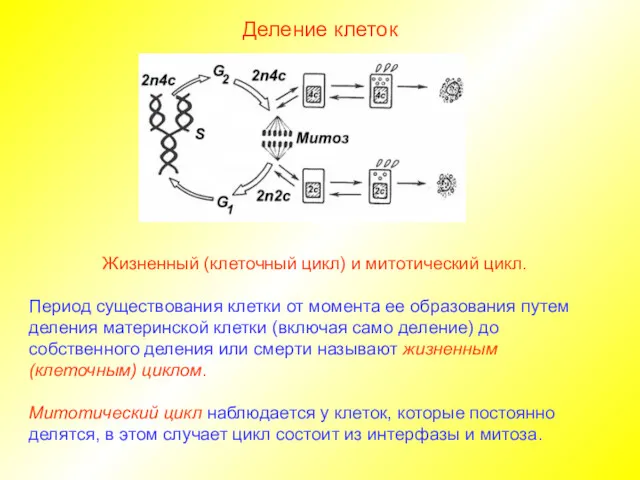 Деление клеток Жизненный (клеточный цикл) и митотический цикл. Период существования