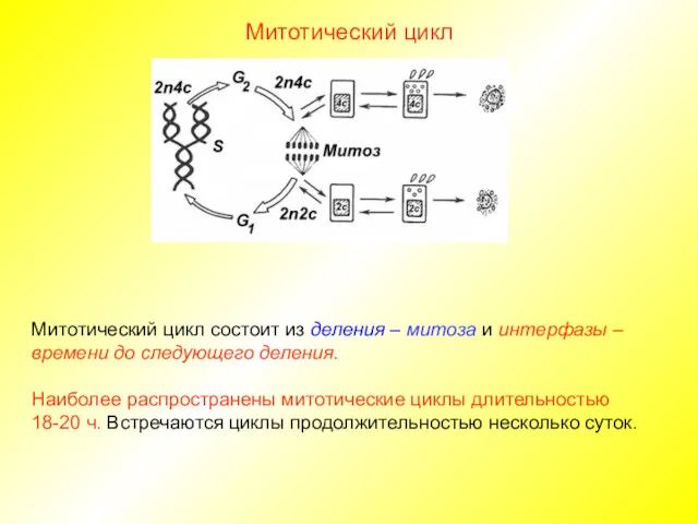 Митотический цикл Митотический цикл состоит из деления – митоза и