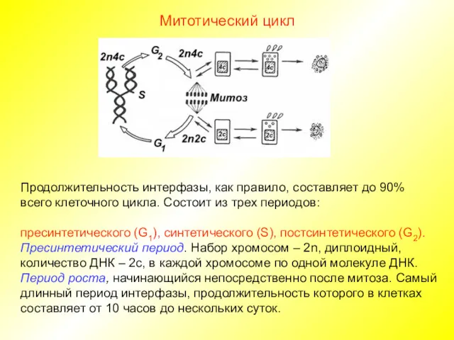 Митотический цикл Продолжительность интерфазы, как правило, составляет до 90% всего