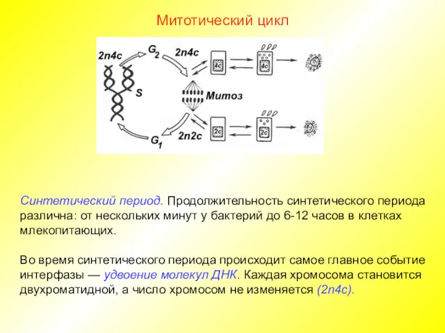 Митотический цикл Синтетический период. Продолжительность синтетического периода различна: от нескольких