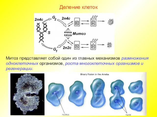 Деление клеток Митоз представляет собой один из главных механизмов размножения