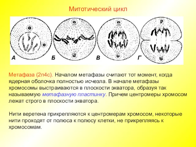 Митотический цикл Метафаза (2n4c). Началом метафазы считают тот момент, когда