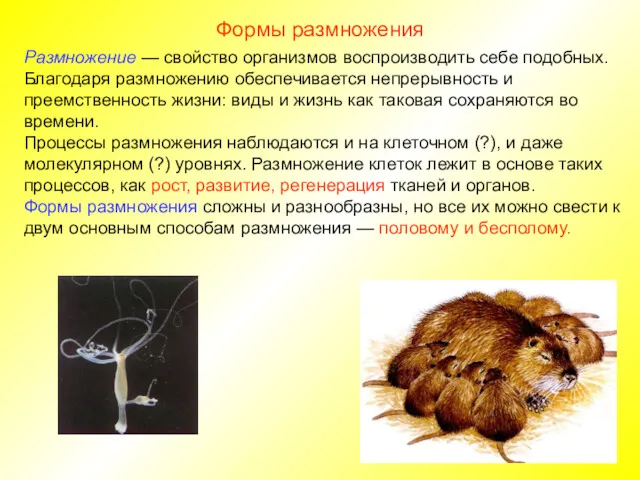 Формы размножения Размножение — свойство организмов воспроизводить себе подобных. Благодаря