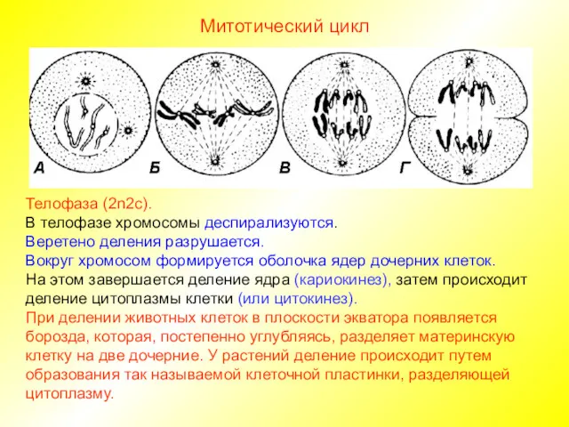 Митотический цикл Телофаза (2n2c). В телофазе хромосомы деспирализуются. Веретено деления
