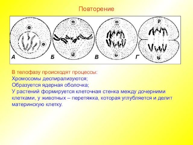 Повторение В телофазу происходят процессы: Хромосомы деспирализуются; Образуется ядерная оболочка;
