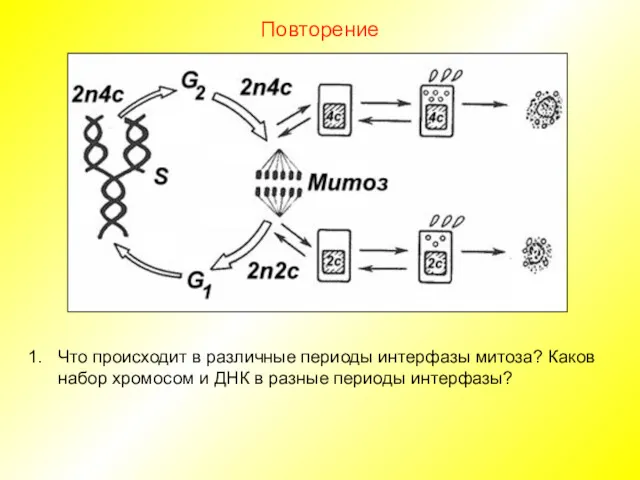 Повторение Что происходит в различные периоды интерфазы митоза? Каков набор