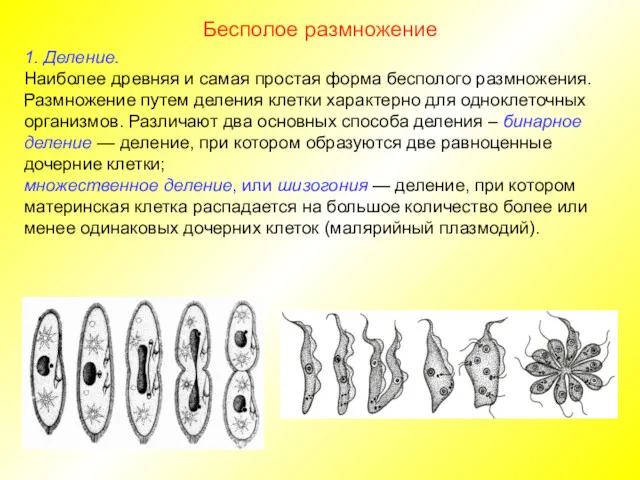 1. Деление. Наиболее древняя и самая простая форма бесполого размножения.