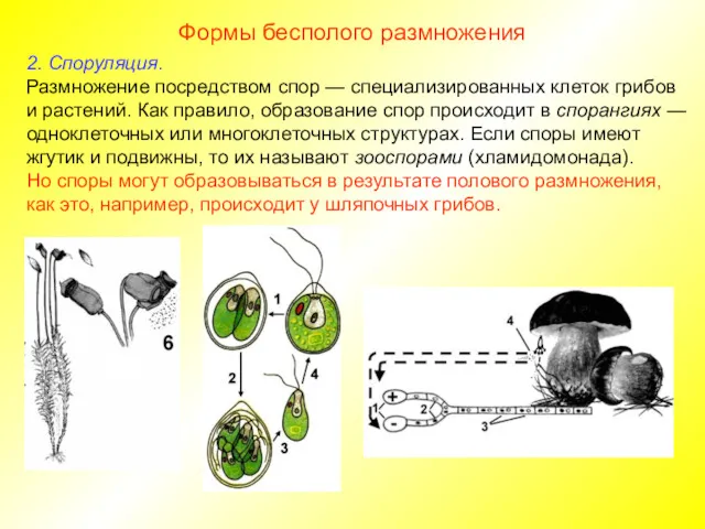 Формы бесполого размножения 2. Споруляция. Размножение посредством спор — специализированных