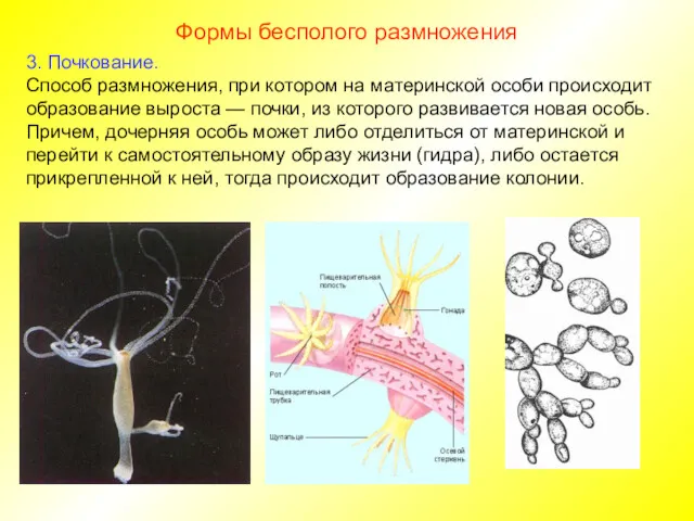 Формы бесполого размножения 3. Почкование. Способ размножения, при котором на