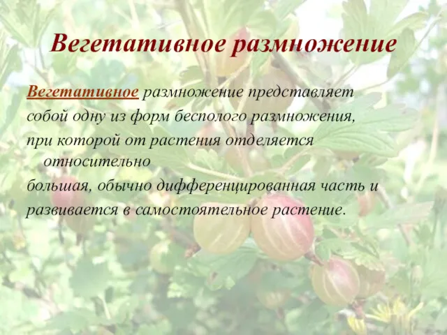 Вегетативное размножение Вегетативное размножение представляет собой одну из форм бесполого