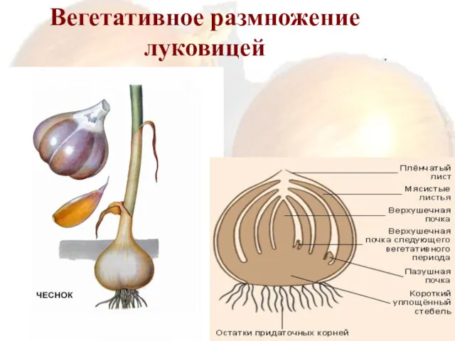 Вегетативное размножение луковицей