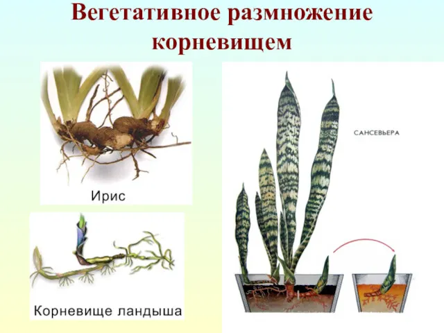 Вегетативное размножение корневищем