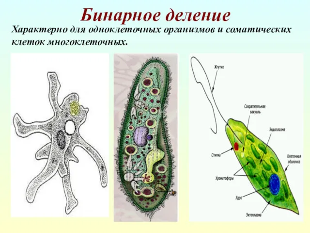 Бинарное деление Характерно для одноклеточных организмов и соматических клеток многоклеточных.