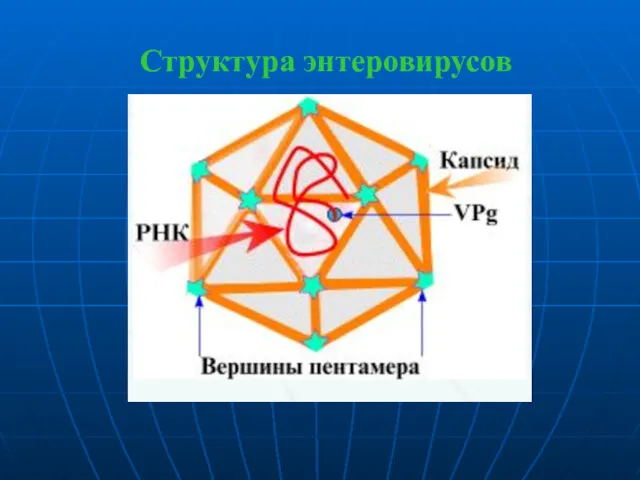 Структура энтеровирусов