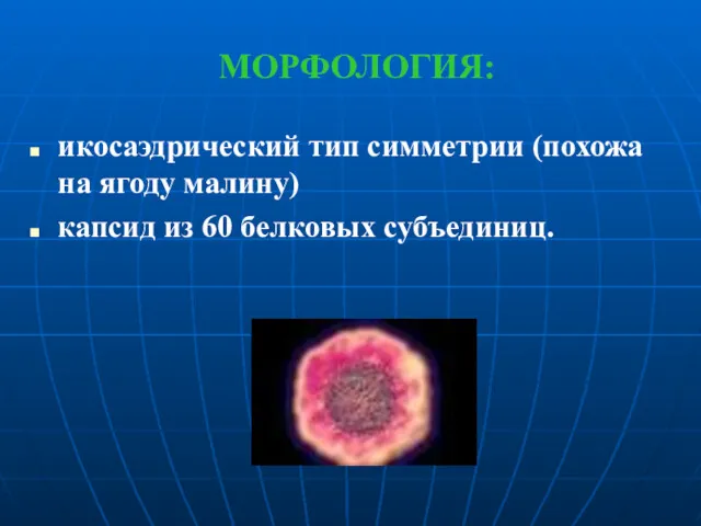 МОРФОЛОГИЯ: икосаэдрический тип симметрии (похожа на ягоду малину) капсид из 60 белковых субъединиц.