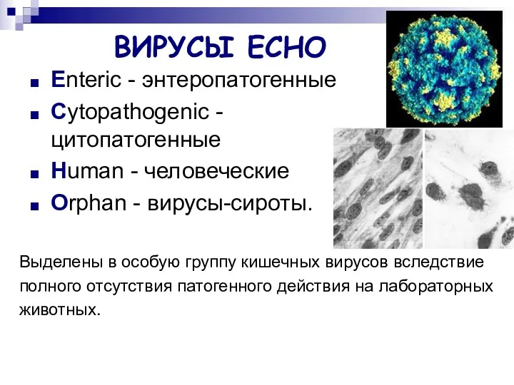 ВИРУСЫ ЕСНО Enteric - энтеропатогенные Cytopathogenic - цитопатогенные Human -