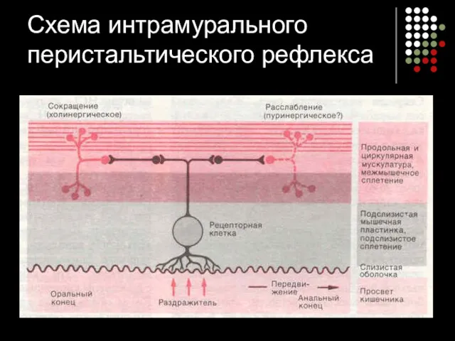 Схема интрамурального перистальтического рефлекса