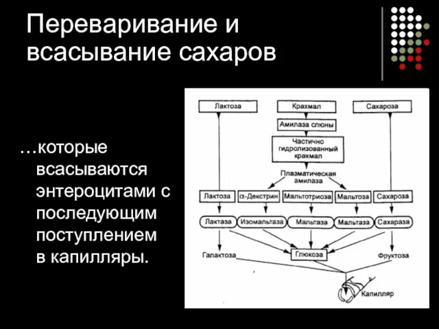 Переваривание и всасывание сахаров …которые всасываются энтероцитами с последующим поступлением в капилляры.