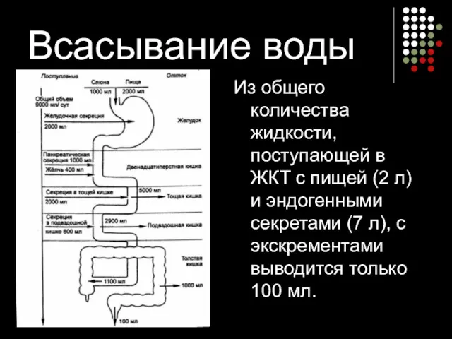 Всасывание воды Из общего количества жидкости, поступающей в ЖКТ с