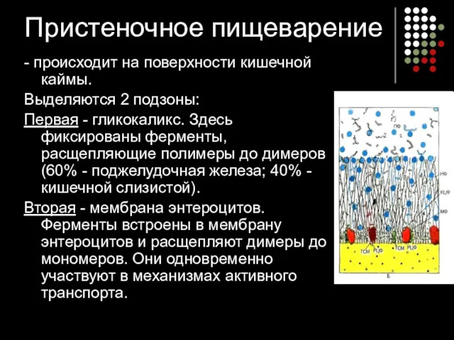 Пристеночное пищеварение - происходит на поверхности кишечной каймы. Выделяются 2