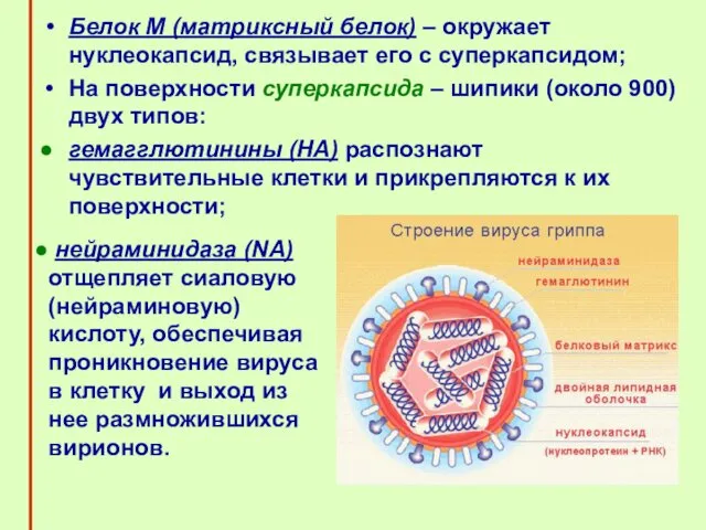 Белок М (матриксный белок) – окружает нуклеокапсид, связывает его с